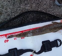 2022年淡路島にて初釣り