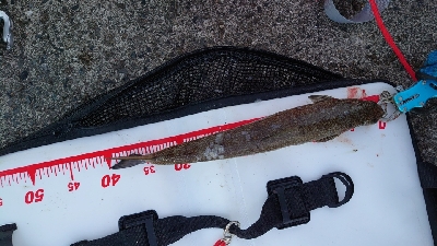 2022年淡路島にて初釣り