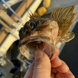 今日は釣り日和