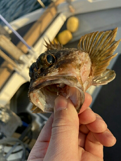 今日は釣り日和