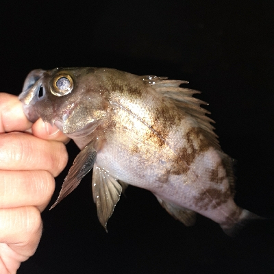 メバル調査いってきました～