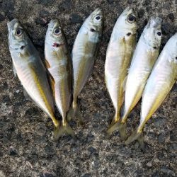 釣り初め　アジング