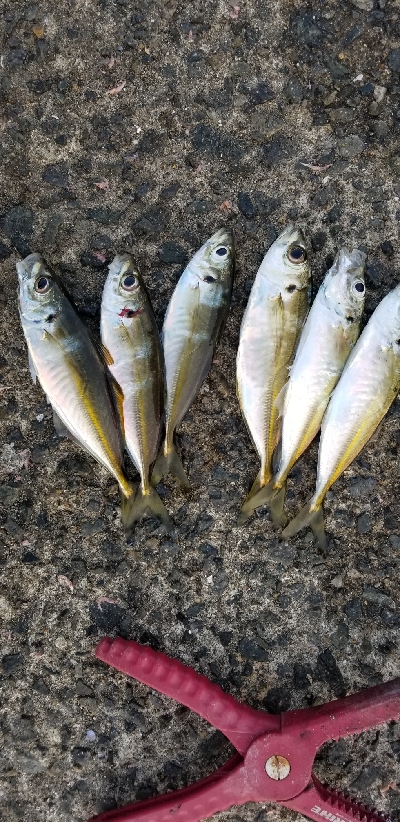 釣り初め　アジング