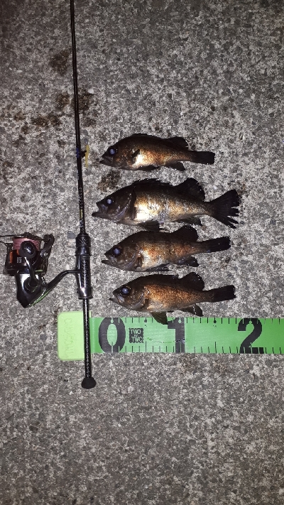 初釣りは淡路島