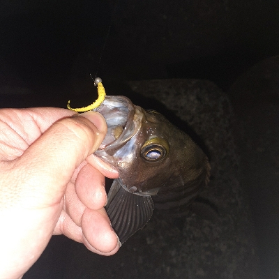 メバル本日は渋め