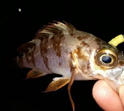 初釣りから三日目にもう一回