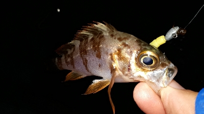 初釣りから三日目にもう一回