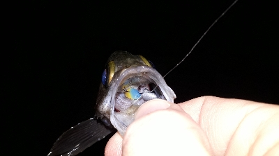 数年ぶりのポイントで~