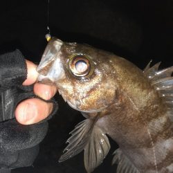 風が弱いのでメバリング～