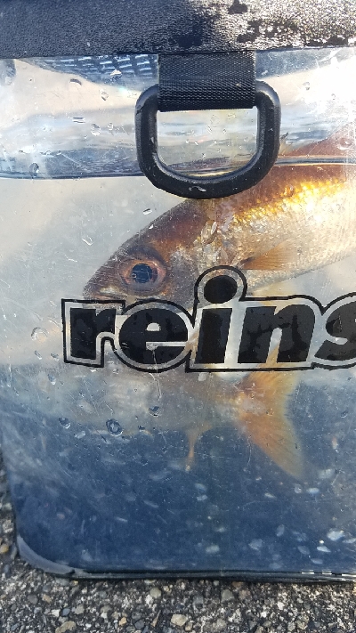 アジ狙いは不発も……