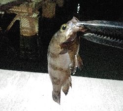 近所で回るライトゲームポイント調査