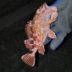 最近は渋いなぁ