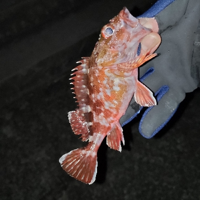 最近は渋いなぁ