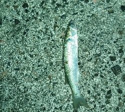 北港ダメ。南港行くも