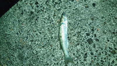 北港ダメ。南港行くも