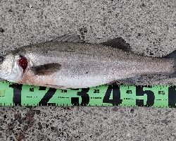 新年初フイッシュ！