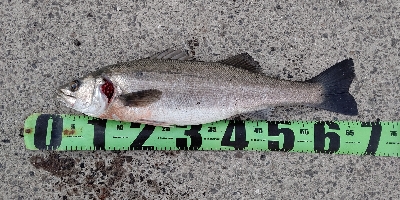 新年初フイッシュ！