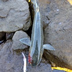 サーベリング？