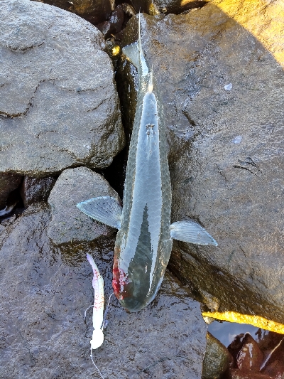 サーベリング？