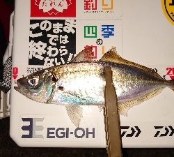 2バラシ4キャッチ