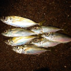 今年初アジング