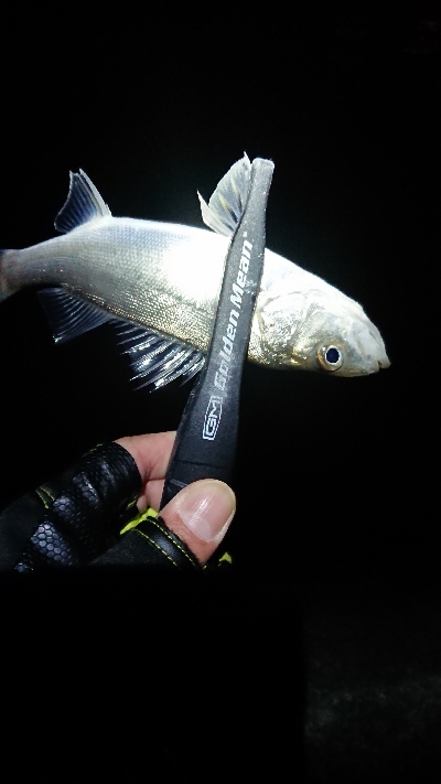 釣り納め、初め