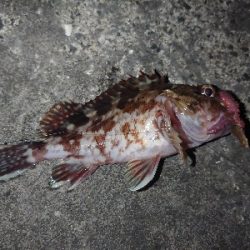 初釣りは長女と…