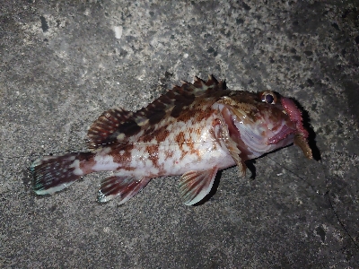 初釣りは長女と…