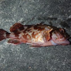 昨日の青イソメが余っていたので…