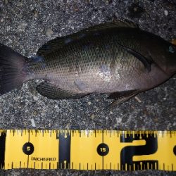 とりあえず投げてみたいと…