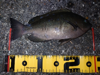 とりあえず投げてみたいと…