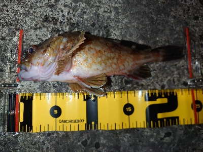 ウキ釣りとちょい投げ釣り、たまにメバリング…