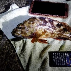 初釣り! ガシラばかり