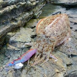 コウイカエギング