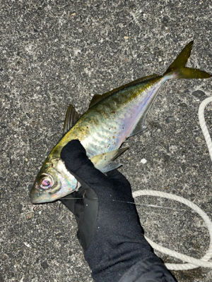 大晦日夕マヅメからのアジング