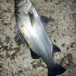 釣り納めのヒラスズキ