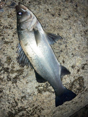 釣り納めのヒラスズキ