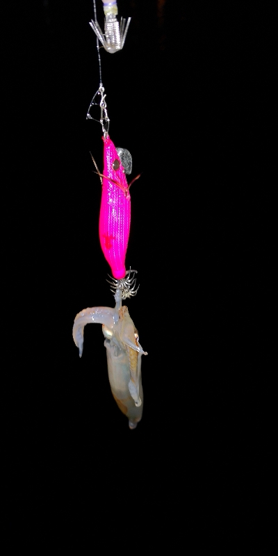 アジング練習357 ライトエギング