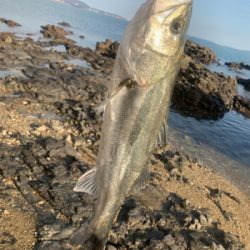 今年の初フィッシュ