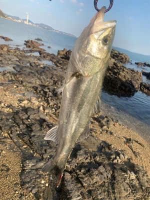 今年の初フィッシュ