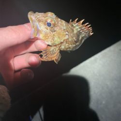 元旦ライトゲーム