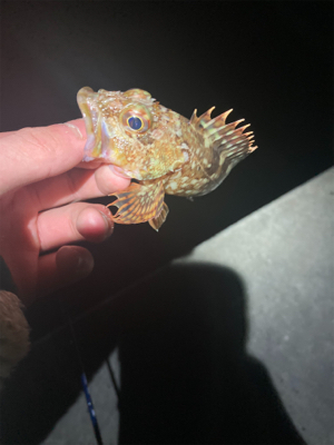 元旦ライトゲーム