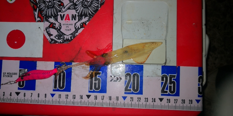 アジング練習358 ライトエギング復活か？