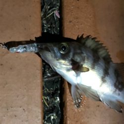 アジングのつもりが…