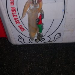 アジング練習　ライトエギング撃沈