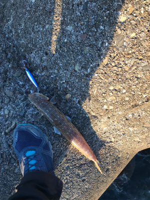 ライトショアジキ