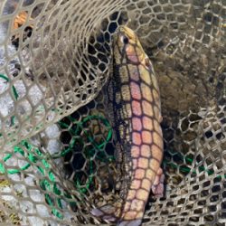 黒保根渓流フィシング