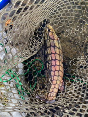 黒保根渓流フィシング