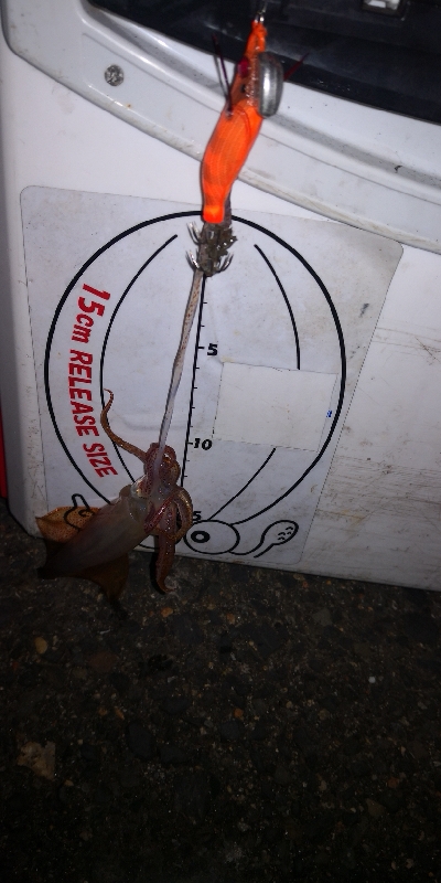 アジング練習360 ライトエギング