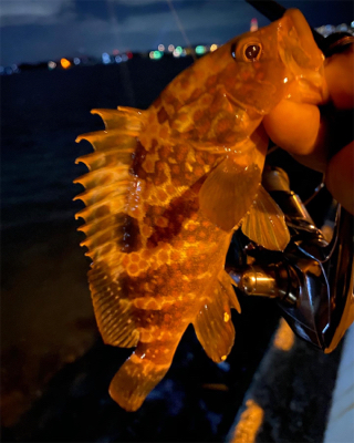 シャローフリークでメバリング